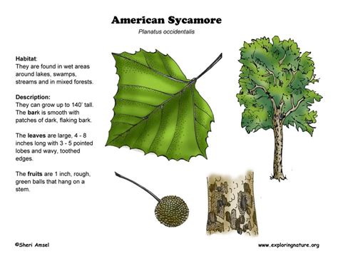 Sycamore Tree Identification