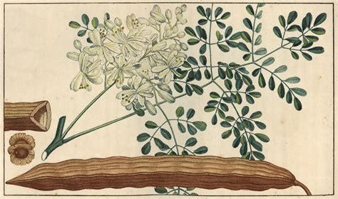 Meet the Moringa Tree, an Overqualified, Underachieving Superfood | The New Yorker