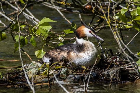 Nesting Grebe | A great crested grebe nesting in Apex Park | Andy ...