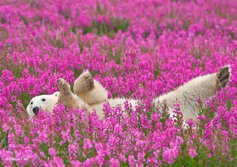 12 Adorable Pics Of Polar Bears Playing In Flower Fields | So Rare ...