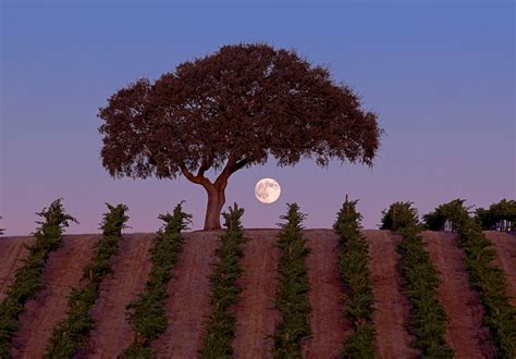 Harvest Moon by Josh Kimball Photography