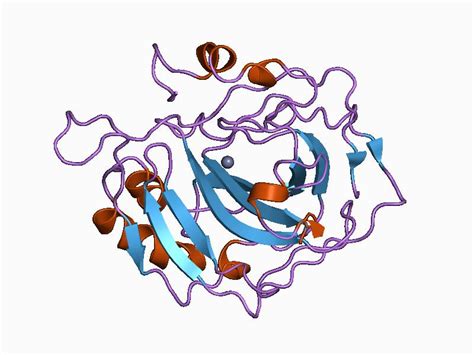 Carbonic Anhydrases; Carbonic Anhydrase; Carbonate Dehydratase