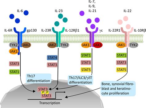 Frontiers | Impact of Janus Kinase Inhibition on the Treatment of Axial Spondyloarthropathies