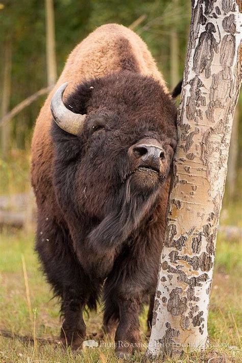 Bison in Grand Teton National Park | Free Roaming Photography | Animals wild, Animals, Cute animals