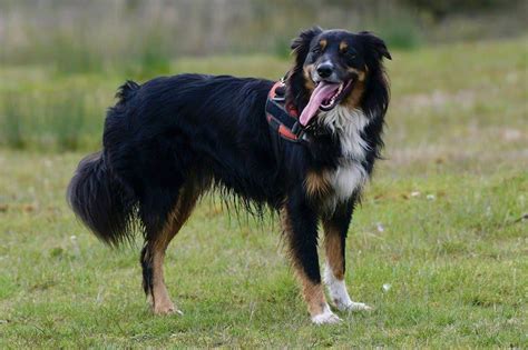 English shepherd: Dog breed characteristics & care