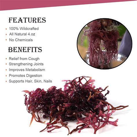 Everything You Need to Know About Purple Sea Moss - Goodies Are Us