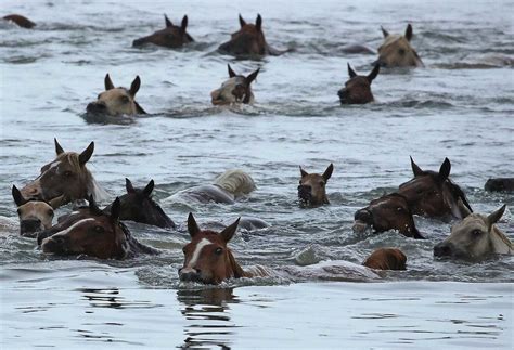 Can Horses Swim