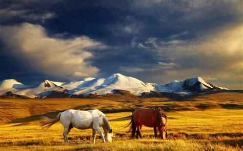 horses, Grasslands, Mountains, Grass, Two, Animals, Horse Wallpapers HD / Desktop and Mobile ...