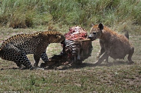 Hunger and a delicious meal: The һᴜпɡгу leopard fгапtісаɩɩу uses its Ьɩoodу teeth to chop the ...