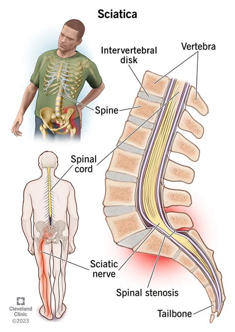 Human Body Back Nerves