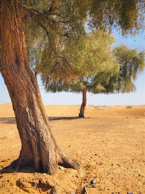 Year Of Tolerance 2019 - UAE | Country roads, Tree, Country