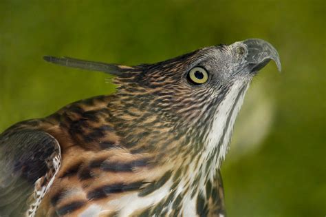 Birds of the Philippines | College of Science