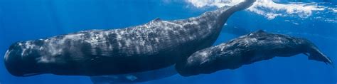 Whale Conservation Volunteer | Conservation Projects 2019 | Volunteer World