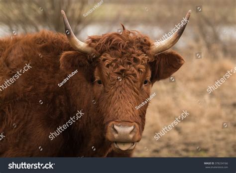 Galloway Cow Stock Photo 378234166 : Shutterstock