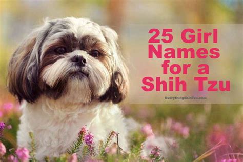 Cute Shih Tzu Puppies Names - Puppy And Pets