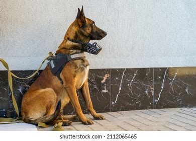 233 Bloodhound Police Dog Royalty-Free Images, Stock Photos & Pictures ...