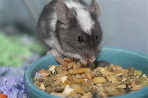 11 Foods Your Pet Mouse Will Love | Hutch and Cage