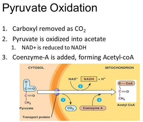 Cellular Respiration In Plants & Animals: Process & Diagram – StudiousGuy