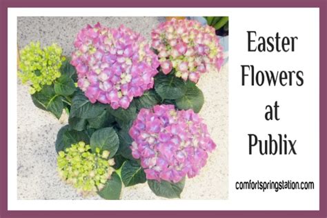 Easter Flowers at Publix – Comfort Spring