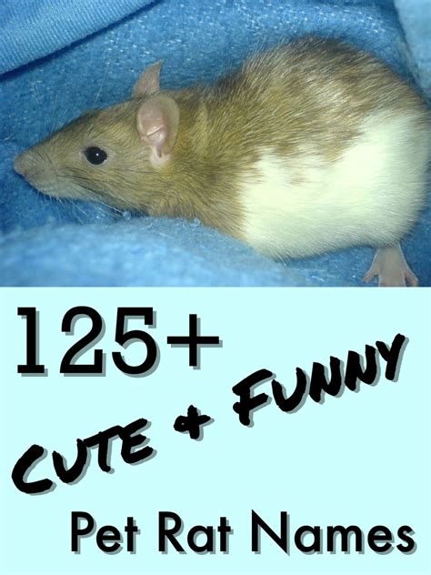 125+ Cute and Clever Names for Your Pet Rat | PetHelpful