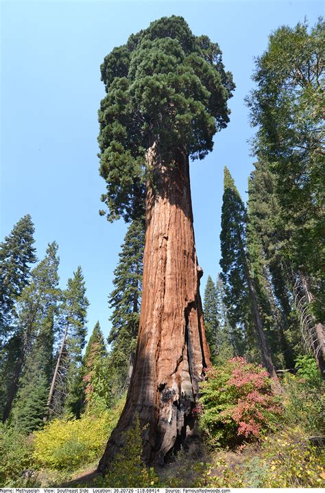 Methuselah Tree - Famous Redwoods