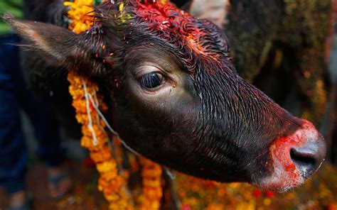 Tihar- The Festival of Lights and Flowers, Deepawali