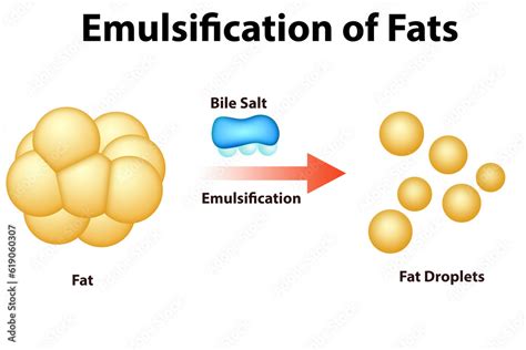 Fat Emulsification and Fat Digestion Stock Illustration | Adobe Stock