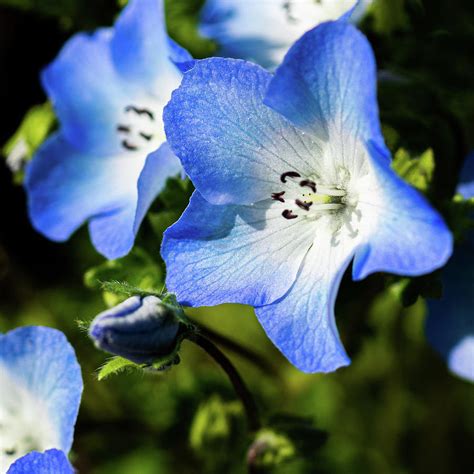 Blue Star Flowers Photograph by Marissa Wolff - Fine Art America