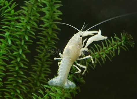 The Florida Aquarium White Crayfish. Stock Photo - Image of lake, river: 192596722