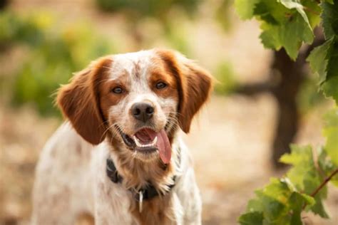 11 Brittany Spaniel Breeders In U.S.: Quality Comes First