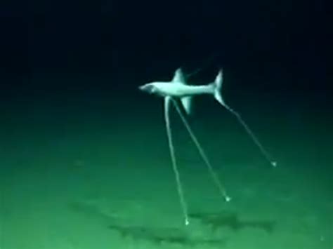 Video: Strange Tripod Fish Caught on Video - OutdoorHub