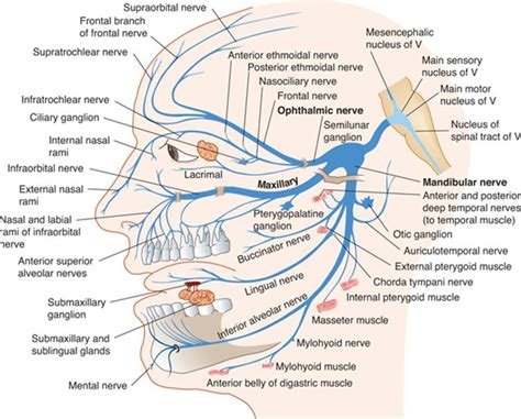 Cranial Nerve 7 Pathway