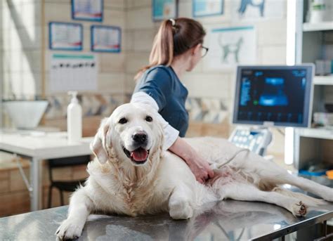 Stomach and Intestinal Ulcers in Dogs | PetMD