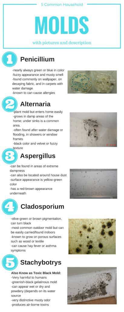 How to Identify 5 Common Types of Mold in Your Household