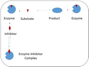 Enzyme Inhibition Questions and Answers - Sanfoundry