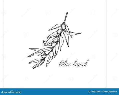 Vector Sketch of Olive Tree Branch. Drawing by Hand Stock Illustration - Illustration of garden ...