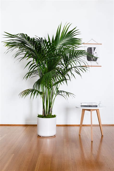 The Best Air-Purifying Plants for the Office — Plant Care Tips and More · La Résidence