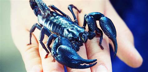 Asian Forest Scorpion Complete Care Guide