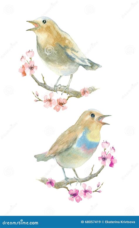 Watercolor Nightingale Bird On Tree Branch, Isolated On White ...