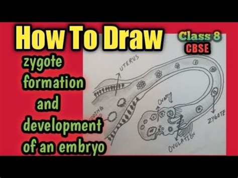 Zygote formation diagram / formation and development of an embryo from the zygote class 8 - YouTube