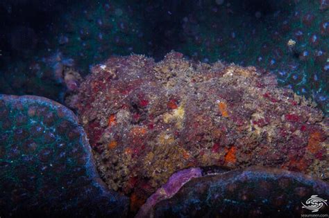 Stonefish- Interesting Facts and Photographs | Seaunseen