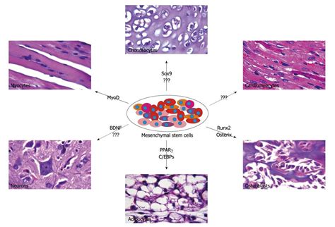 Human Mesenchymal Stem Cells