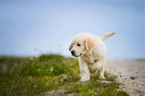 4K Dog Wallpapers - Top Free 4K Dog Backgrounds - WallpaperAccess