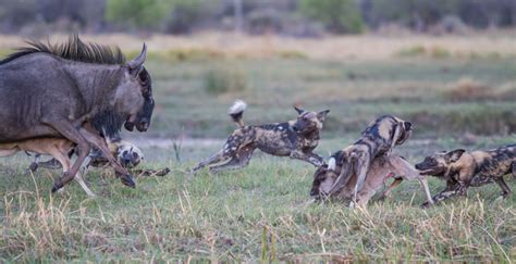 Wildebeest fight wild dogs off their calves - Africa Geographic