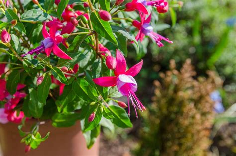 Fuchsia care: watering, pruning & more - Plantura