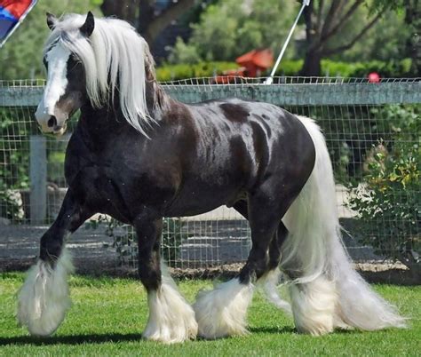 Black and White pure perfection Clysdale Horses, Horses And Dogs, Draft ...