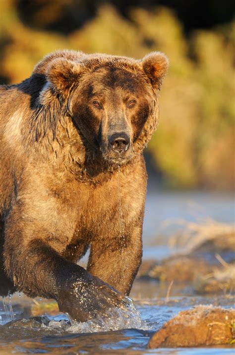 Grizzly bears photo tour | Alaska grizzly bear photography tour workshop