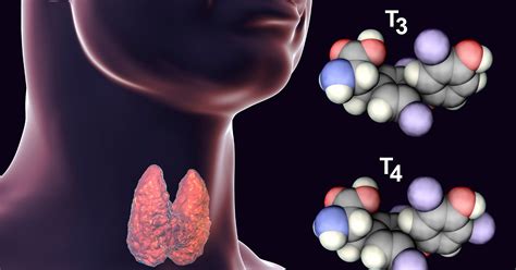 Thyroid and Parathyroid Hormones | Endocrine Society