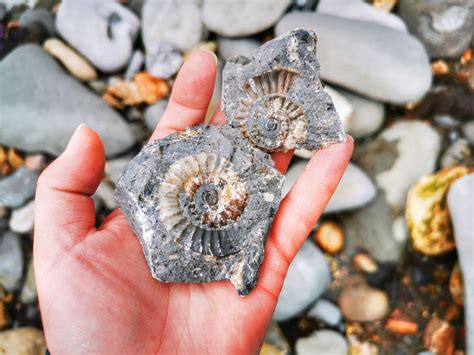 Fossil Hunting in Lyme Regis - Tales of a Backpacker