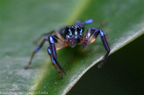 Jumping spiders